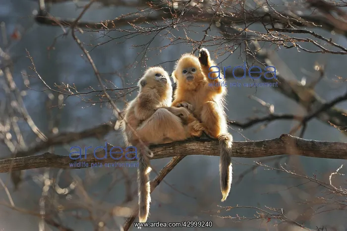 : Golden Snub-nosed Monkey - baby : Golden Snub-nosed Monkey - baby