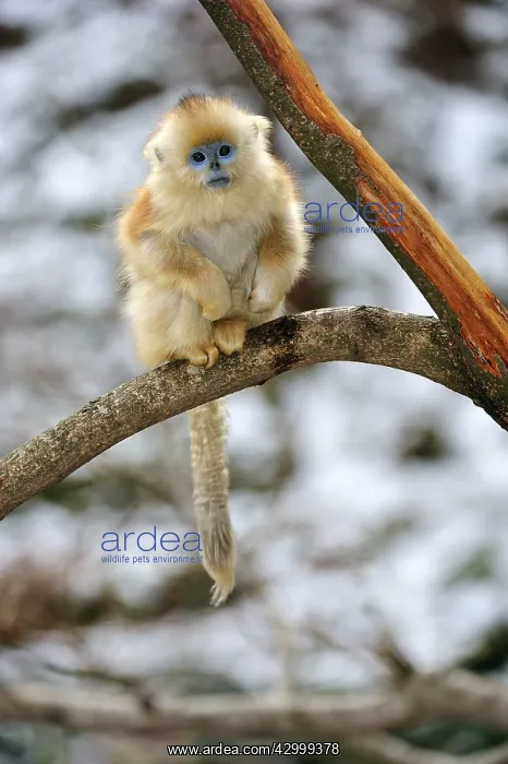 : Golden Snub-nosed Monkey - baby : Golden Snub-nosed Monkey - baby