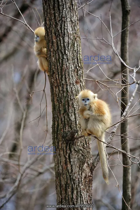  : Golden Snub-nosed Monkey - baby