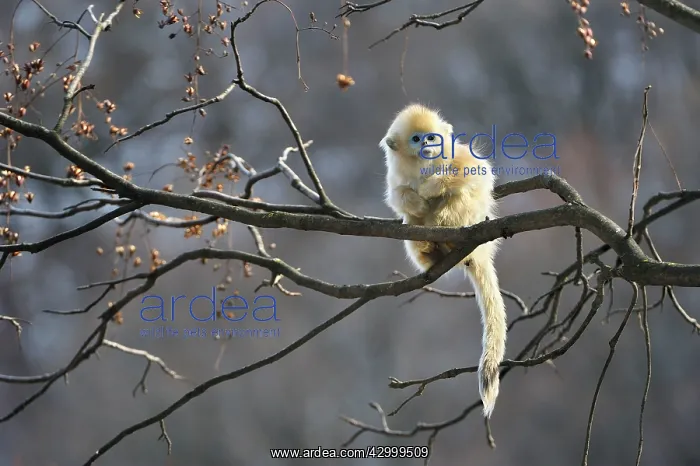 : Golden Snub-nosed Monkey - baby : Golden Snub-nosed Monkey - baby
