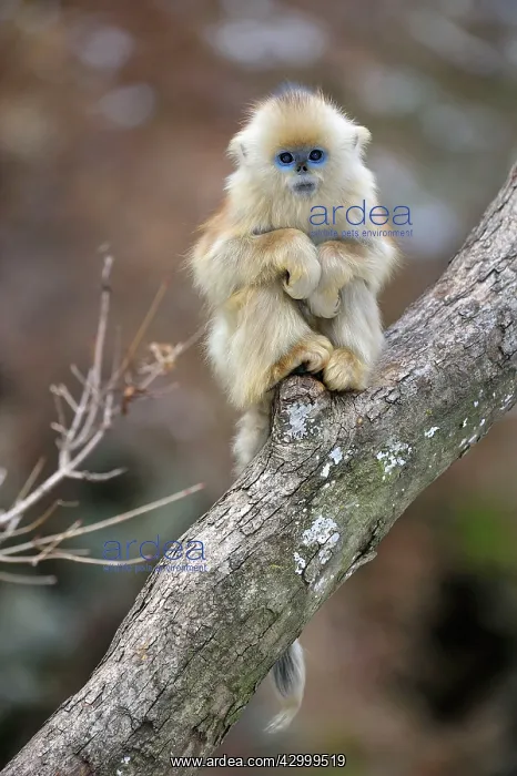 : Golden Snub-nosed Monkey - baby : Golden Snub-nosed Monkey - baby