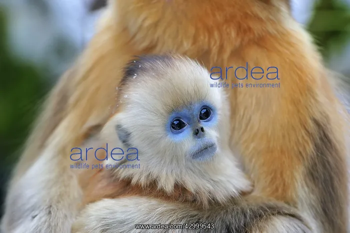 : Golden Snub-nosed Monkey - baby : Golden Snub-nosed Monkey - baby