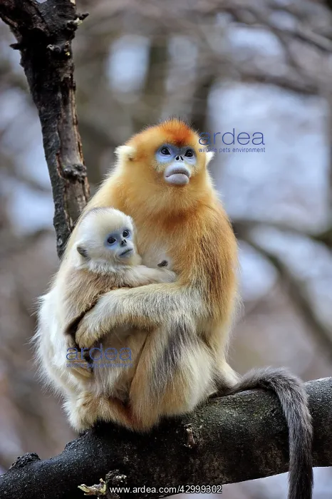 : Golden Snub-nosed Monkey - female with baby : Golden Snub-nosed Monkey - female with baby