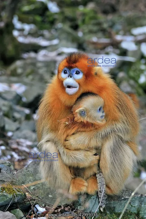 : Golden Snub-nosed Monkey - female with baby : Golden Snub-nosed Monkey - female with baby