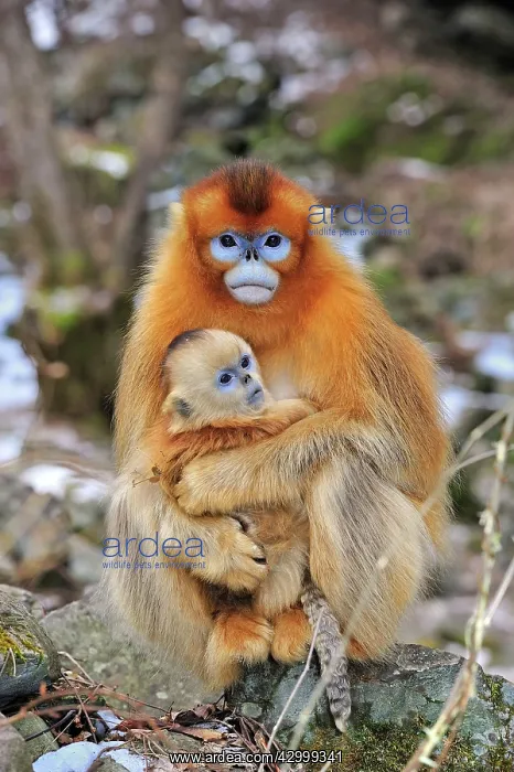 : Golden Snub-nosed Monkey - female with baby : Golden Snub-nosed Monkey - female with baby