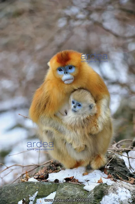 : Golden Snub-nosed Monkey - female with baby : Golden Snub-nosed Monkey - female with baby