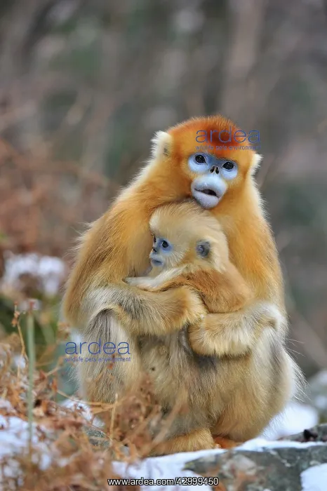 : Golden Snub-nosed Monkey - female with baby : Golden Snub-nosed Monkey - female with baby