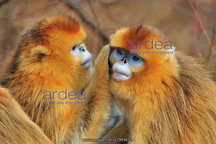: Golden Snub-nosed Monkey - grooming : Golden Snub-nosed Monkey - grooming