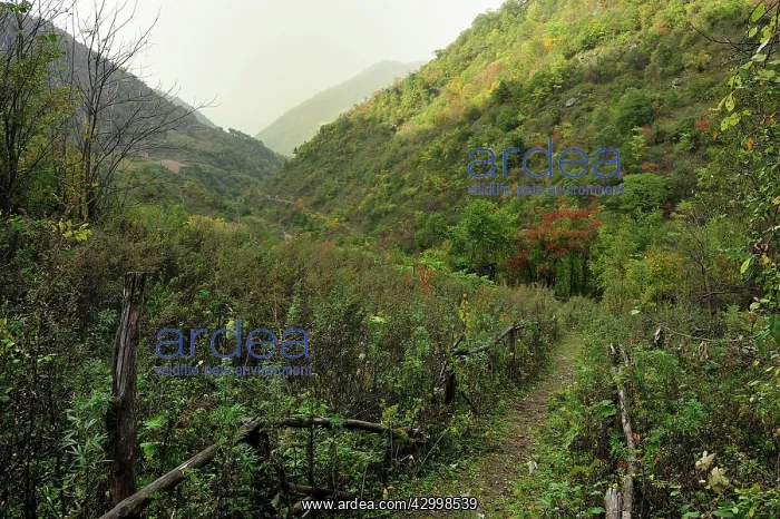 : Golden Snub-nosed Monkey Habitat : Golden Snub-nosed Monkey Habitat