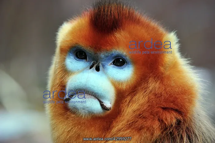 : Golden Snub-nosed Monkey - male : Golden Snub-nosed Monkey - male