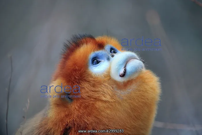 : Golden Snub-nosed Monkey - male : Golden Snub-nosed Monkey - male