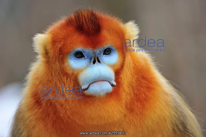 : Golden Snub-nosed Monkey - male : Golden Snub-nosed Monkey - male