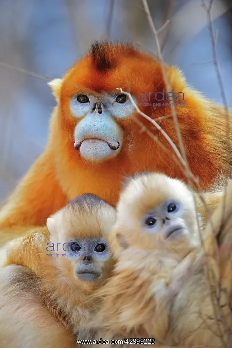 : Golden Snub-nosed Monkey - male with babies : Golden Snub-nosed Monkey - male with babies
