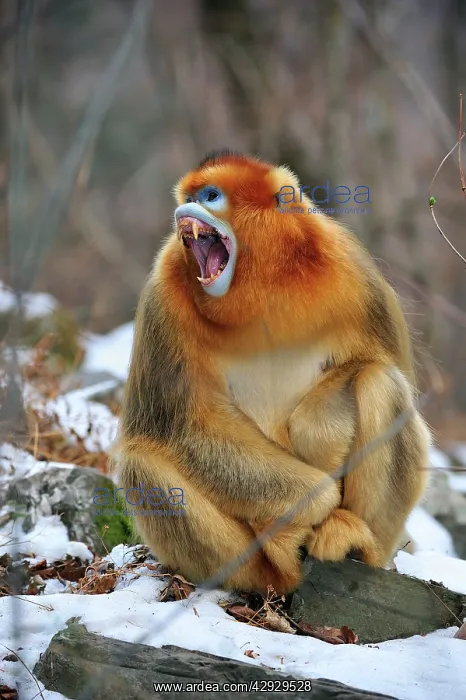 : Golden Snub-nosed Monkey - yawning - male : Golden Snub-nosed Monkey - yawning - male