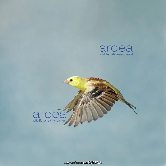 : Golden Song Sparrow - Male in flight side view : Golden Song Sparrow - Male in flight side view