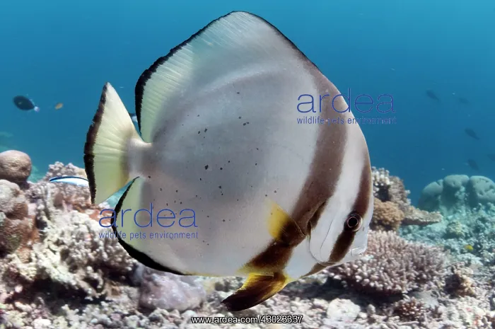  : Golden Spadefish