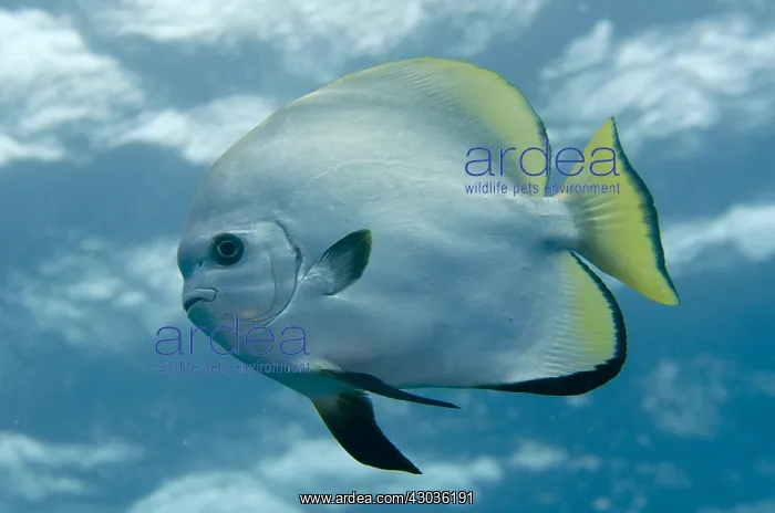 : Golden Spadefish - Too Many Fish dive site, Koon : Golden Spadefish - Too Many Fish dive site, Koon