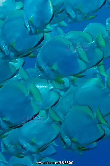 : Golden Spadefish - school - Too Many Fish dive site : Golden Spadefish - school - Too Many Fish dive site