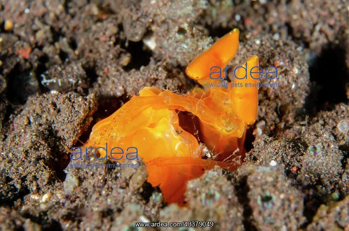  : Golden Spearing Mantis Shrimp