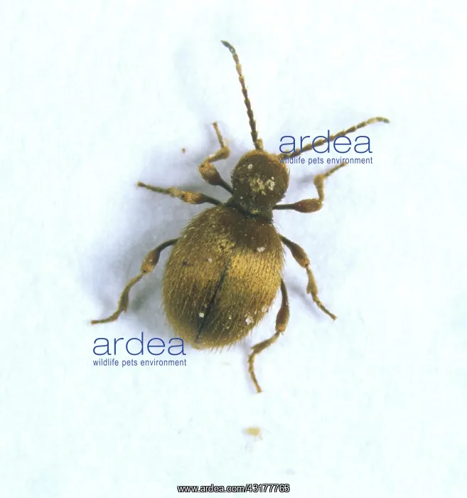 : Golden spider beetle (Niptus holeculus) : Golden spider beetle (Niptus holeculus)