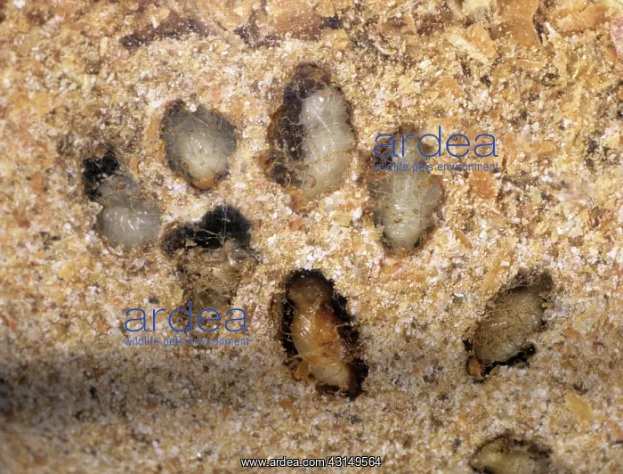 : Golden Spider Beetle Pupae : Golden Spider Beetle Pupae