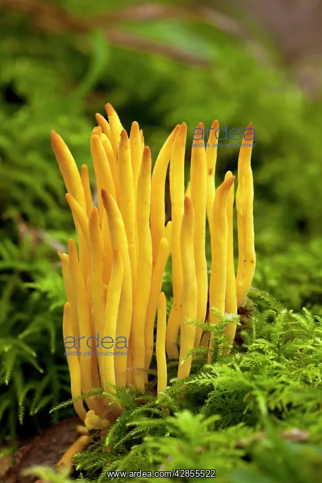 : Golden Spindles fungi - among moss on old wood bank : Golden Spindles fungi - among moss on old wood bank