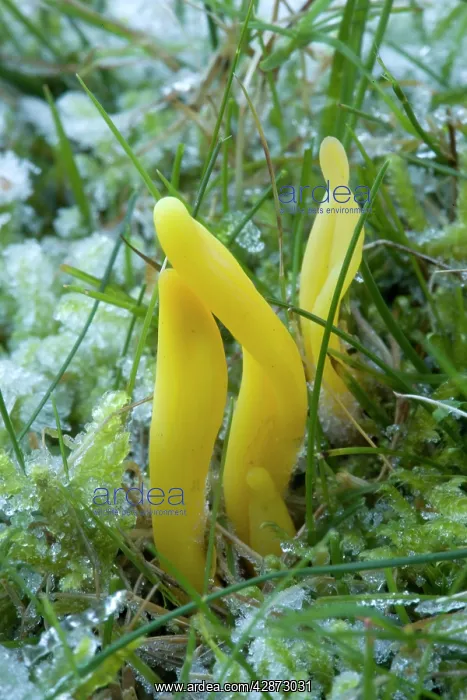 : Golden spindles in grassland, after heavy frost : Golden spindles in grassland, after heavy frost