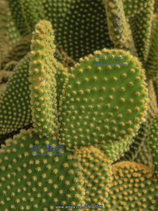  : Golden Spined Bunny Ears Cactus, Chiricahua National