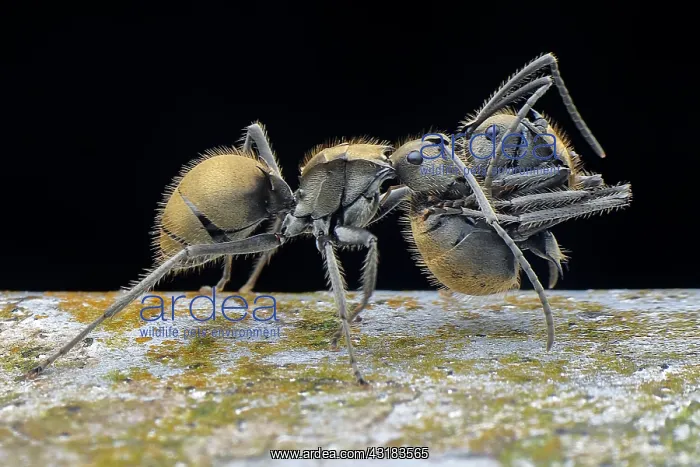 : Golden spiny ant (Polyrhachis proxima) carrying : Golden spiny ant (Polyrhachis proxima) carrying