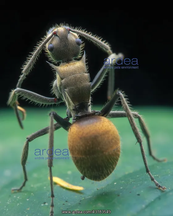 : Golden spiny ant (Polyrhachis proxima) cleaning : Golden spiny ant (Polyrhachis proxima) cleaning
