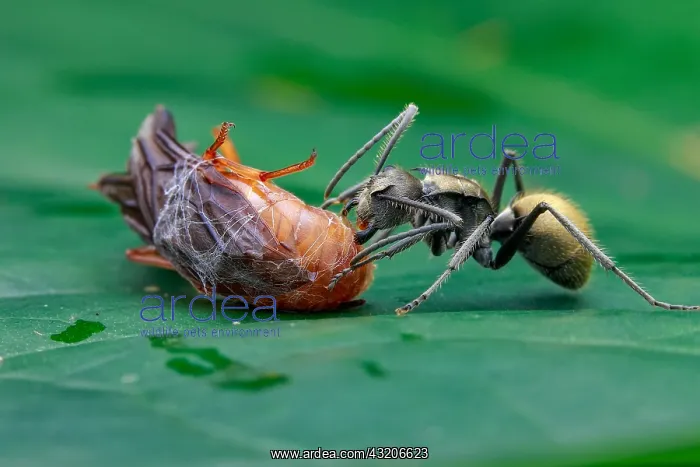  : Golden spiny ant (Polyrhachis sp.) scavanging prey
