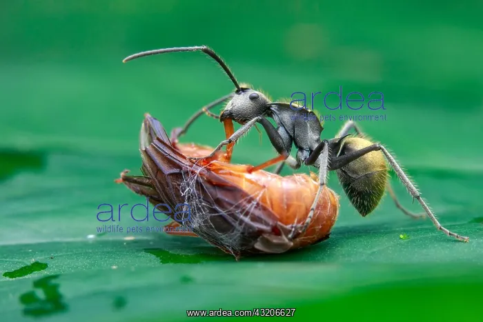  : Golden spiny ant (Polyrhachis sp) scavanging prey