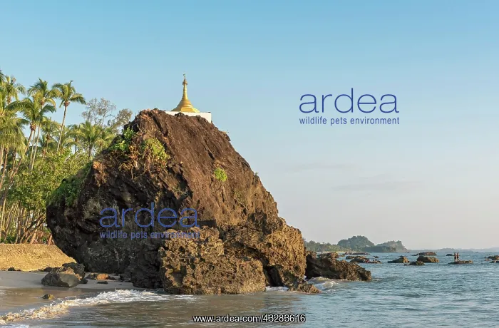 : Golden stupa on rock at coastline, Ngapali Beach : Golden stupa on rock at coastline, Ngapali Beach