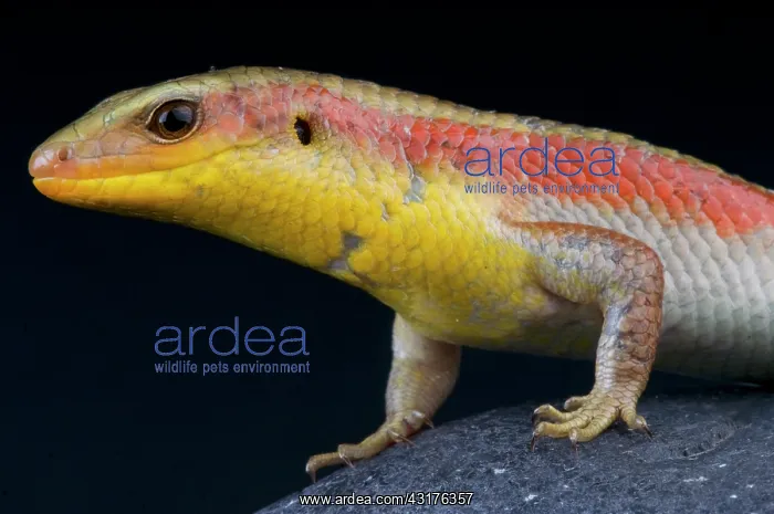 : Golden sun skink (Eutropis multifasciata), Vietnam : Golden sun skink (Eutropis multifasciata), Vietnam