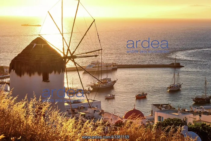 : Golden sunset over sea horizon in Mykonos, Cyclades : Golden sunset over sea horizon in Mykonos, Cyclades