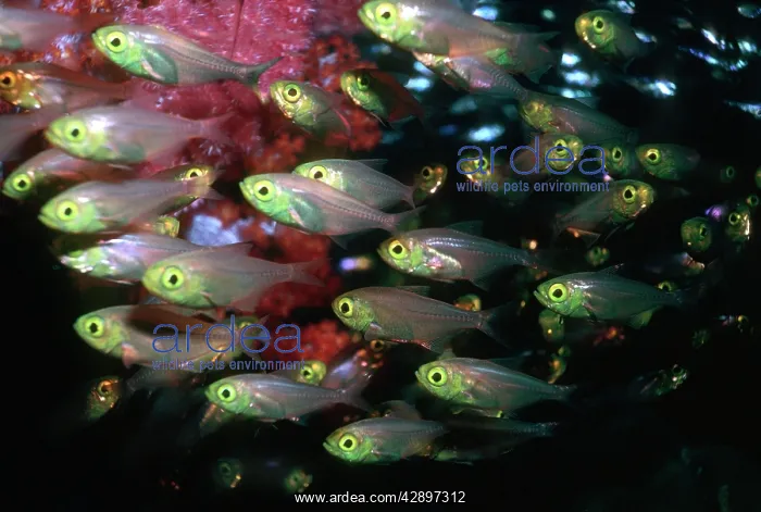 : Golden SWEEPER - congregating in the safety of a wreck : Golden SWEEPER - congregating in the safety of a wreck