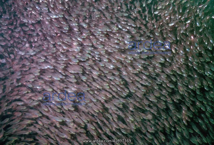 : Golden SWEEPERS - mass shoal : Golden SWEEPERS - mass shoal