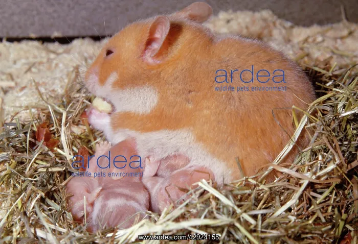 : Golden / Syrian HAMSTER - mother suckling young : Golden / Syrian HAMSTER - mother suckling young