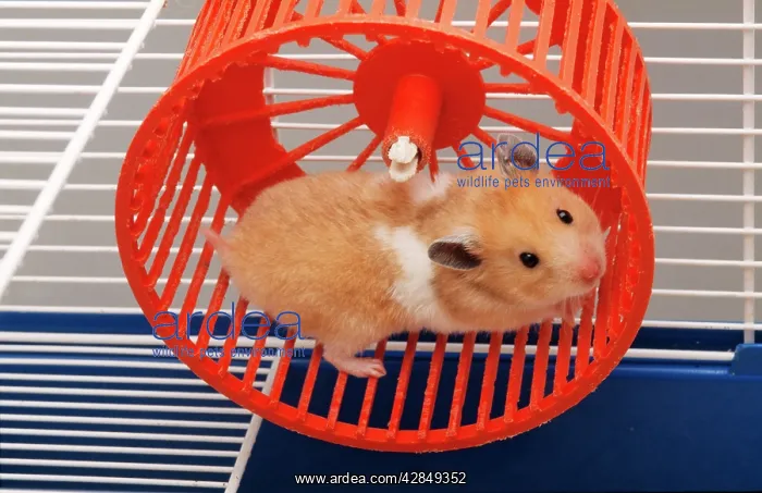 : Golden / Syrian HAMSTER - running in hamster wheel : Golden / Syrian HAMSTER - running in hamster wheel