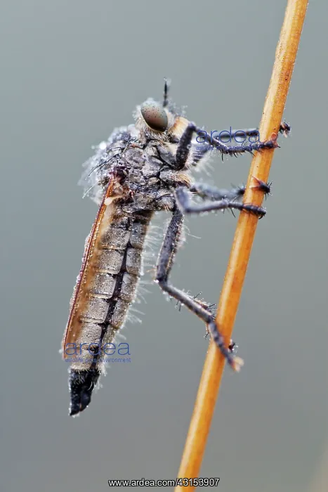 : Golden-tabbed Robberfly : Golden-tabbed Robberfly