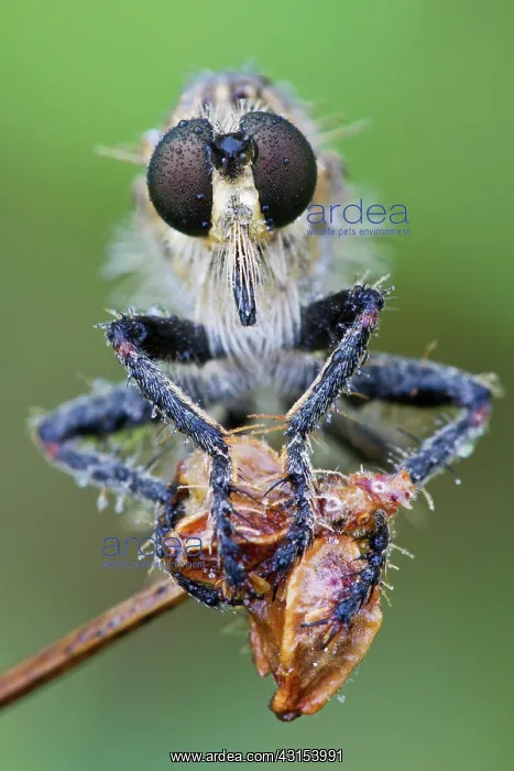 : Golden-tabbed Robberfly : Golden-tabbed Robberfly