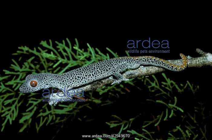 : Golden-tailed gecko : Golden-tailed gecko