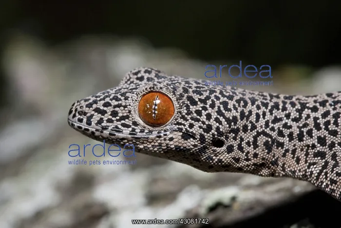 : Golden-tailed Gecko : Golden-tailed Gecko