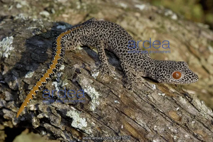 : Golden-tailed Gecko : Golden-tailed Gecko
