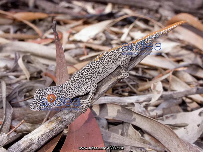 : Golden-tailed Gecko : Golden-tailed Gecko