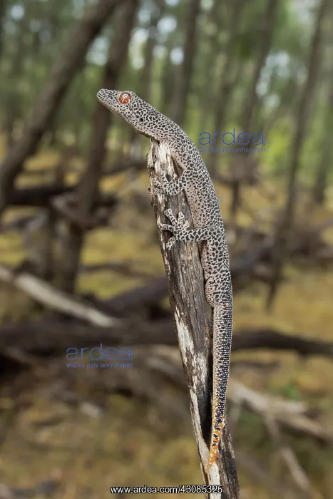 : Golden-tailed Gecko : Golden-tailed Gecko
