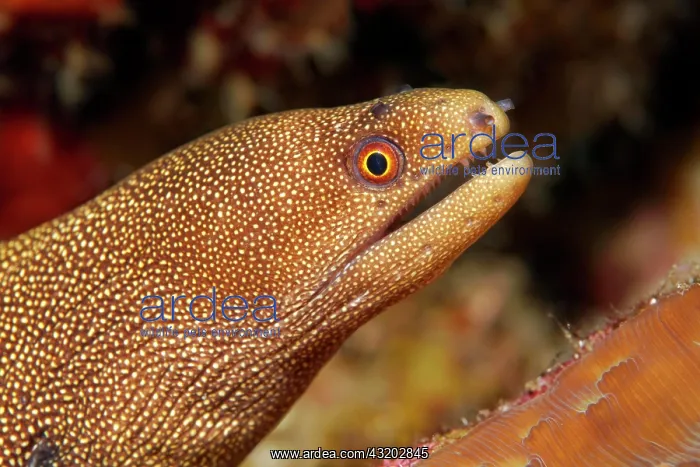 : Golden-tailed moray eel (Gymnothorax miliaris) : Golden-tailed moray eel (Gymnothorax miliaris)