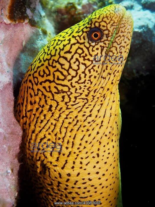 : Golden-tailed moray eel (Gymnothorax miliaris) : Golden-tailed moray eel (Gymnothorax miliaris)
