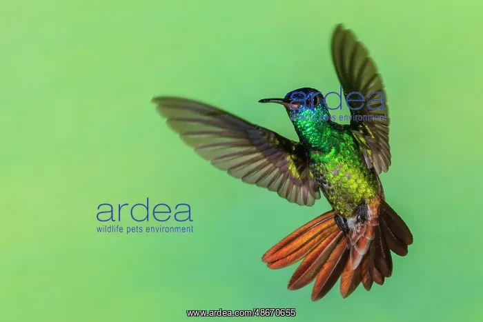  : Golden-tailed sapphire, defensive flight in Northern Peru