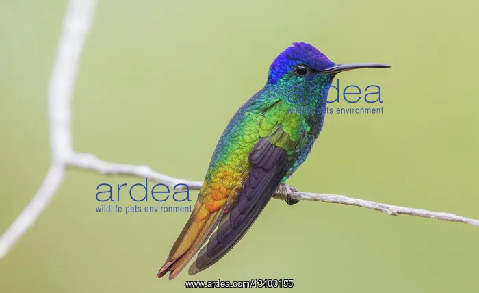 : Golden-tailed sapphire resting on a simple branch : Golden-tailed sapphire resting on a simple branch